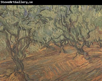 Vincent Van Gogh Olive Grove:Bright Blue Sky (nn04)